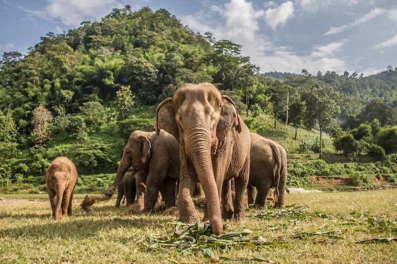 Elephants